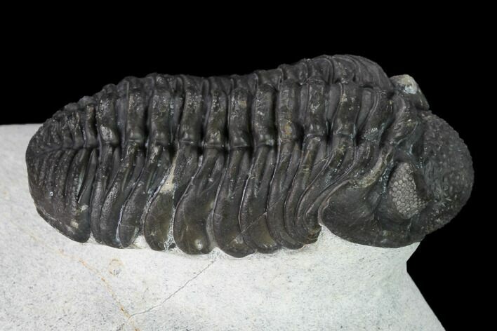 Adrisiops Weugi Trilobite - Recently Described Phacopid #165901